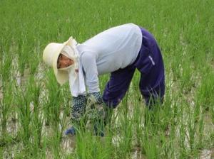 田の草取り