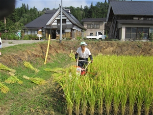 バインダーでの稲刈り作業