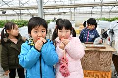 おいしそうに大きくて真っ赤ないちごを頬張る子どもたちの様子