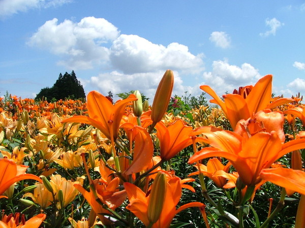 山形県飯豊町 地元ガイドと巡る 花 伊達な城館ウォーク どんでん平ゆり園と日本一の田園原風景トレッキング22 のご案内